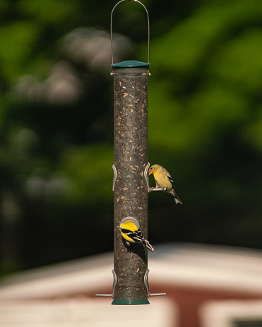 Two Yellow Finch Birds eating from Bird Feeder.  Captured in Goulais River, Northern Ontario.