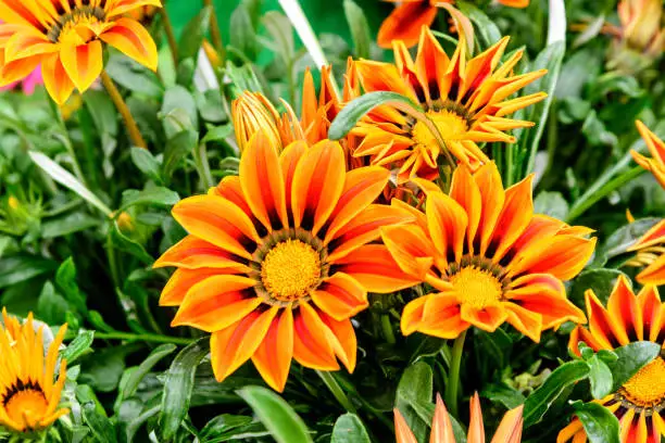 Vivid orange gazania flowers and green leaves in soft focus, in a garden in a sunny summer day