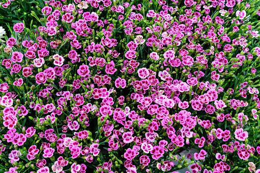 Background with fresh pink carnation flowers (Dianthus caryophyllus) and green leaves, in a garden in a sunny summer day, top view