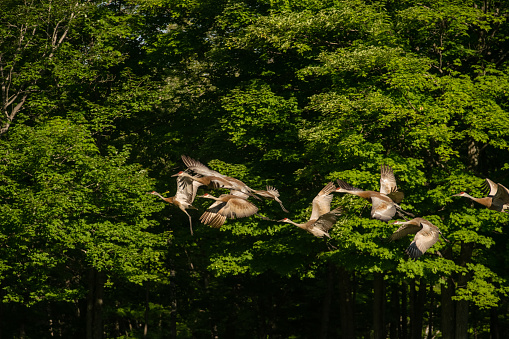 Flock of Sandhill Cranes Taking Off.  Captured in Goulais River, Northern Ontario.