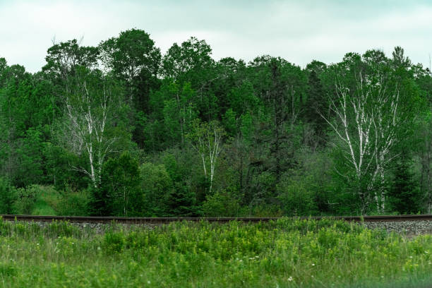Railroad Track along the road with trees in background