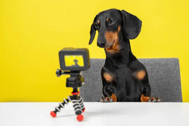 Photo of Famous obedient dachshund blogger sits at table and shoots video blog for dogs on action camera on yellow background, front view. Interview or breaking news for pets