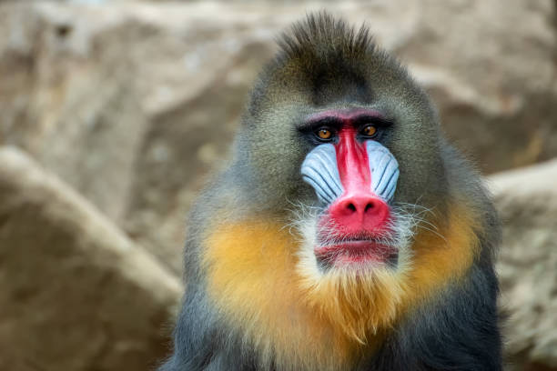 Portrait of a male mandrillus monkey stock photo