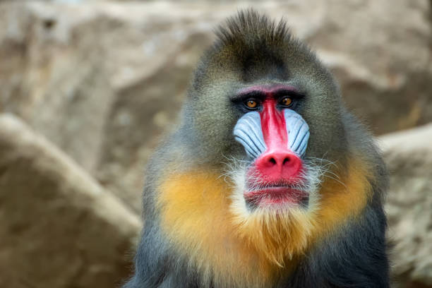 portrait of a male mandrillus monkey - mandril imagens e fotografias de stock