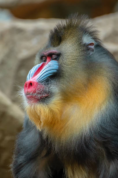 istock Portrait of a male mandrillus monkey 1256547129