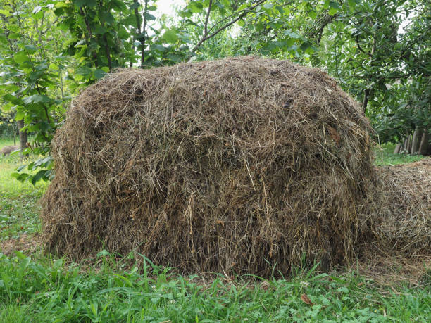 istock hay heap in lawn 1256547202