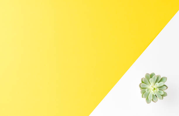 istock Green flower on abstract background with copyspace. Flat lay 1256548225