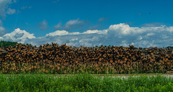 Tree Logs piled up