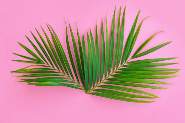istock Palm leaf on color pink background 1256549369
