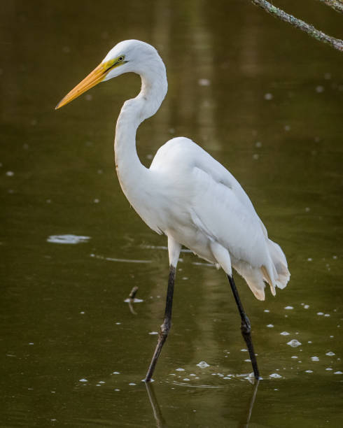 istock Egrets at Huntley Meadows Park 1256549398