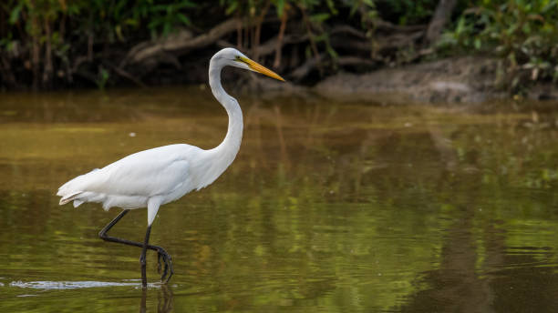 istock Egrets at Huntley Meadows Park 1256549446
