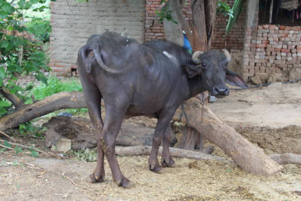 istock Buffalo animal in village tree 1256549617