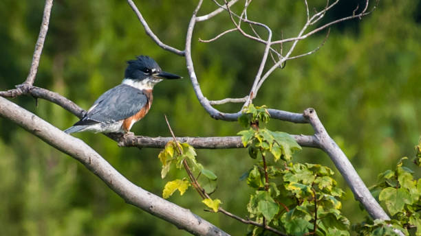 istock Kingfisher on a branch and in flight 1256549658