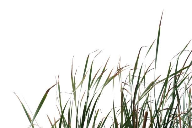 istock Tropical wild grass leaves on white isolated background for green foliage backdrop 1256549662
