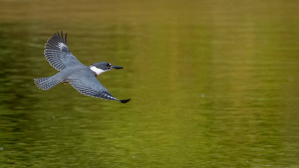 istock Kingfisher on a branch and in flight 1256549701