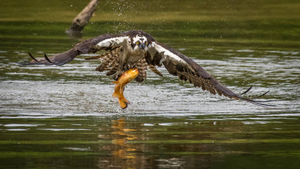 istock Osprey in flight searching for a meal and catching a fish 1256551352