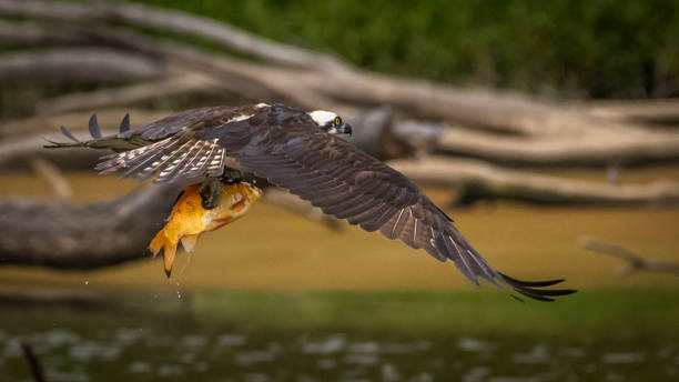 istock Osprey in flight searching for a meal and catching a fish 1256551379