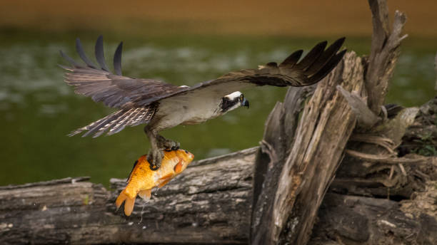 istock Osprey in flight searching for a meal and catching a fish 1256551381