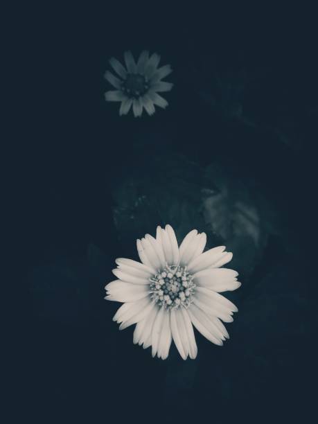 istock black and white view of Sphagneticola in dark background 1256551478