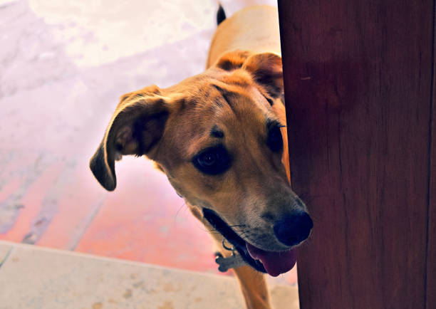 istock Dog wants to enter the house 1256552425