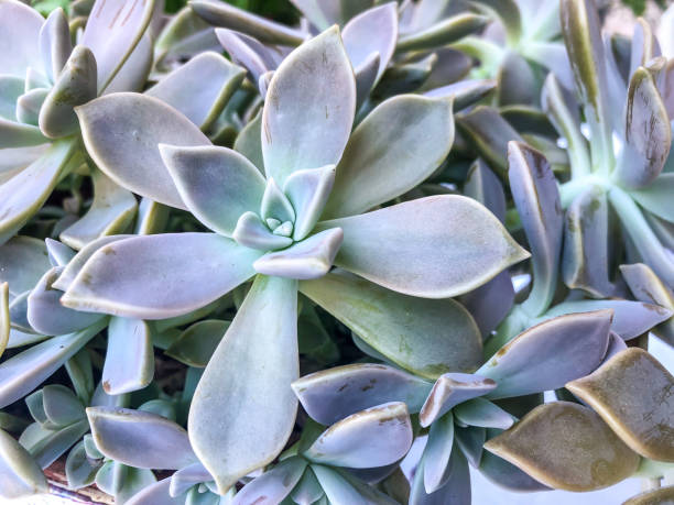 istock succulent plant as a background 1256552435
