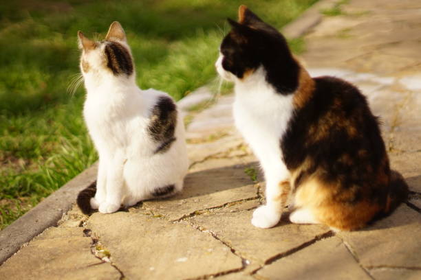 two tricolor cats sitting in the summer garden - frend imagens e fotografias de stock