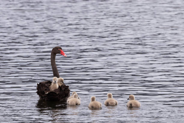 Black swan carries two cygnets on her back on Derwent River in Tasmania stock photo