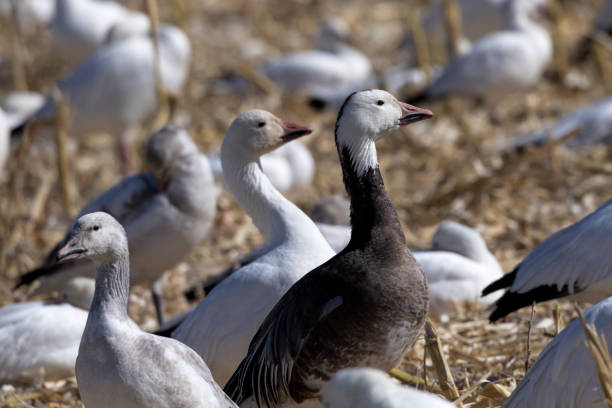 istock Blue moreph adult snow goose has a distinctive black body 1256554842