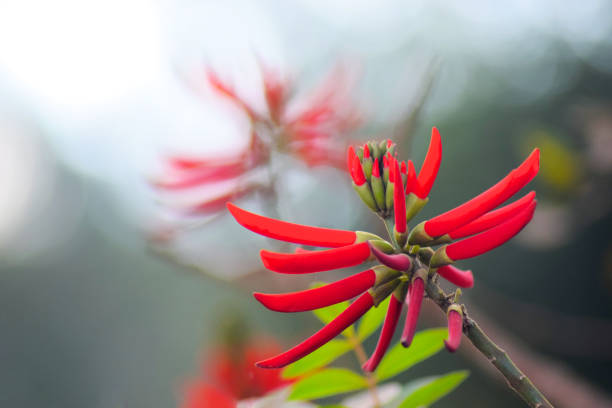 istock Exotic flower in Minas Gerais, Brazil 1256554858