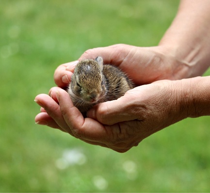 Baby bunny in hands with green grass portrait background