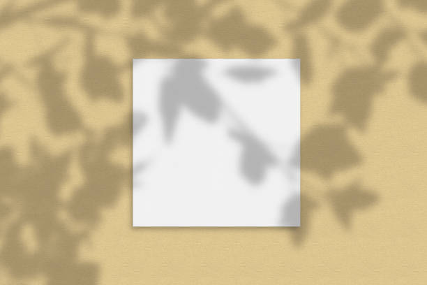 istock Mockup of a square paper card with a tree shadow 1256557147