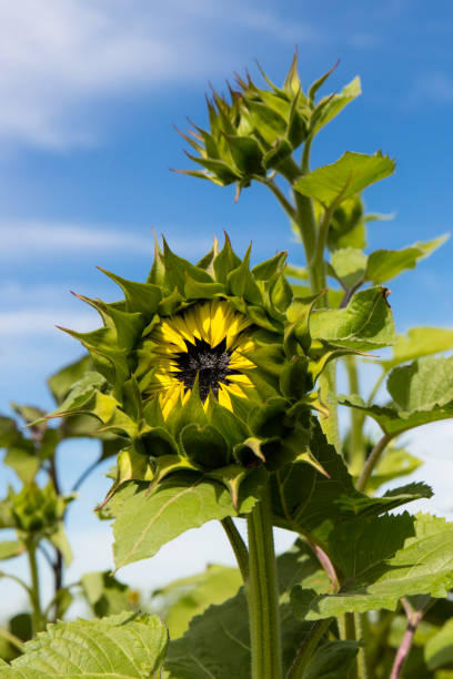 Close-up of perfect sunflowers with blue sky background
