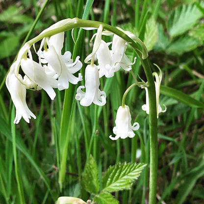 Rare pure white English bluebells found in a woodland glade, England.