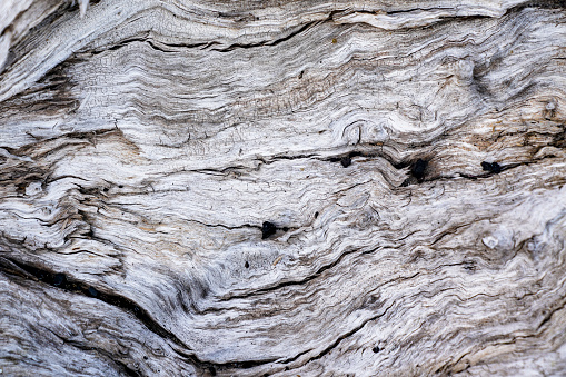 Wood texture background. old picturesque stump. Backdrop with copy space