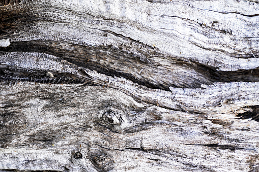 gray tree bark background