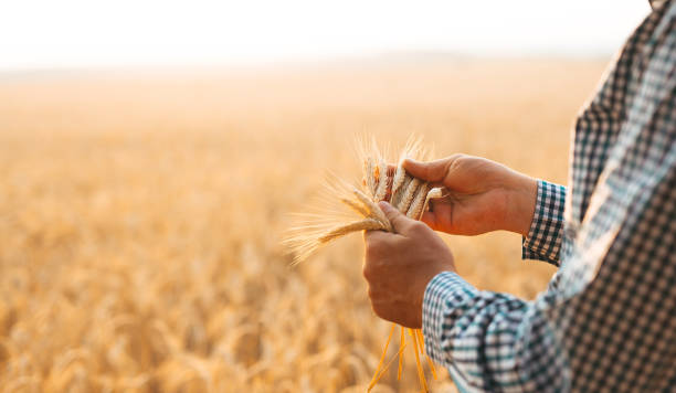 istock Farmer checking wheat field progress. Agriculture and harvesting concept. Wheat sprouts in a farmer's hand. Copy space banner. 1256559076