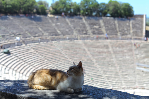 Lovely yellow sleepy cat at the top of famous ancient Theater of Epidaurus, Peloponnese, Greece