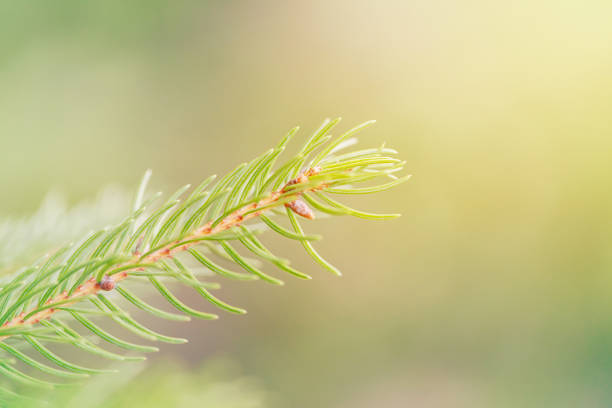 istock Beautiful natural spring tree background. Light green pine tree branches with small buds of brown pine cones. Pale light faded pastel tones. Seasonal forest nature backdrop or wallpaper. 1256561680