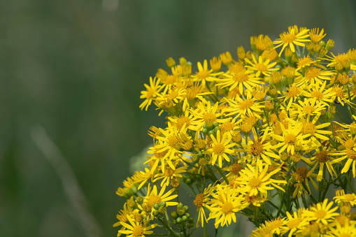 Close up of flowers on a common ragwort (jacobaea vulgaris) plant