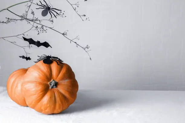 Photo of Pumpkins with a paper spider on top, on a white background with a scary brunch full of bats. Halloween card, copy space