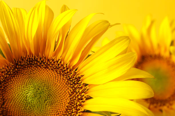 istock Beautiful sunflower on yellow background, close up 1256562286