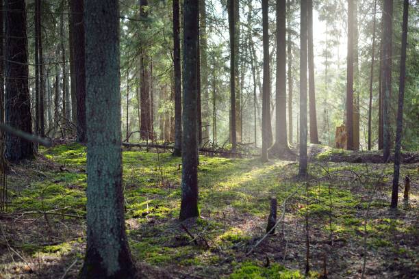 istock Sunlight is flowing through the old mossy pine tree trunks in a coniferous forest. Early spring. Finland 1256562867