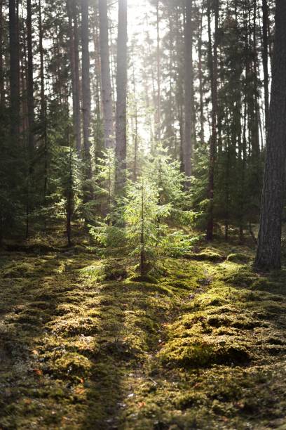 istock An old mossy spruce close-up. Sun rays through the tree trunks in a coniferous forest. Shadows on the ground. Early spring. Finland 1256562953