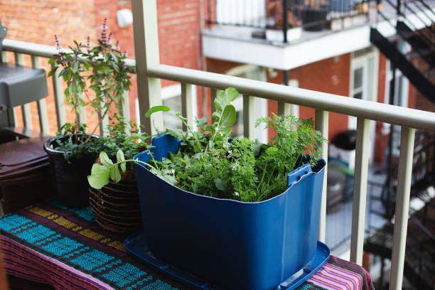 istock Urban garden 1256563293