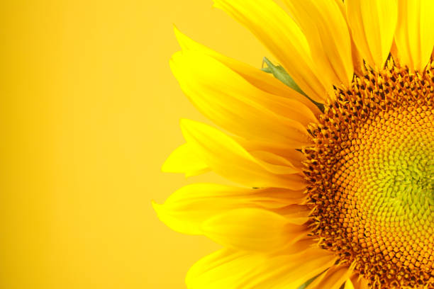 istock Beautiful sunflower on yellow background, close up 1256563386