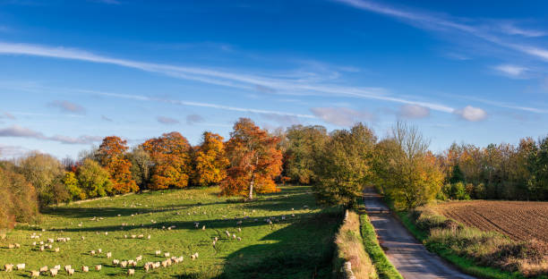 cotswolds landscape vereinigtes königreich - england field autumn season stock-fotos und bilder