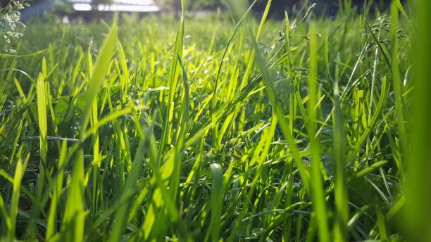 istock Green summer grass macro photo 1256564352