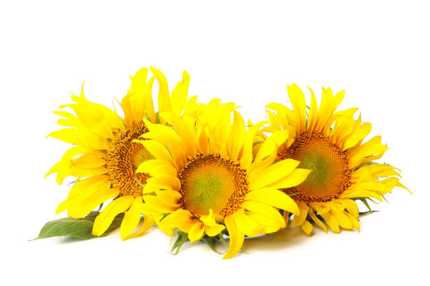 istock Three beautiful sunflowers isolated on white background 1256564535