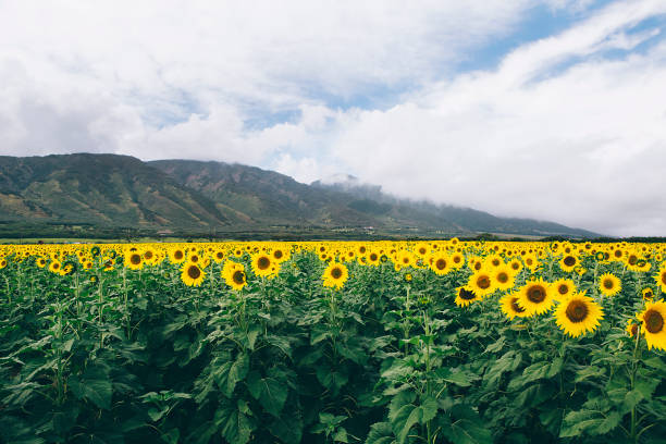 istock Hawaiian Sunflower Field 1256564733