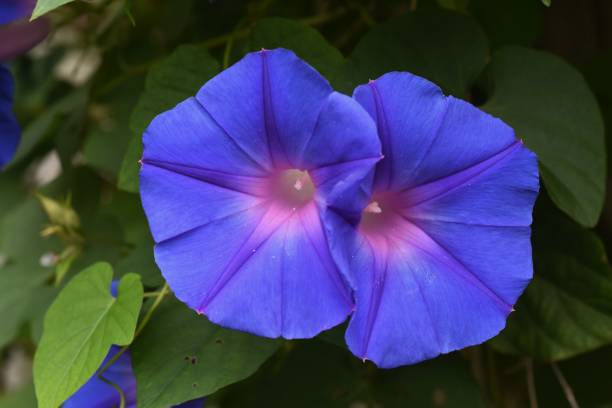 istock Ipomoea indica / Oceanblue morning glory 1256564826